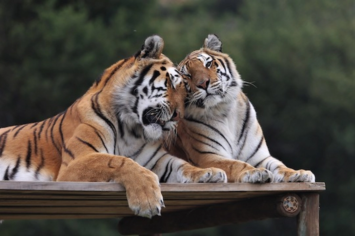 So wird dein Valentinstag tierfreundlich: 5 Tipps von VIER PFOTEN