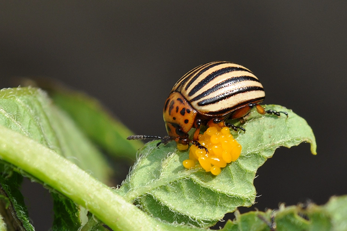 Krautfäule-Risiko steigt – Erste Kartoffelkäfer gesichtet