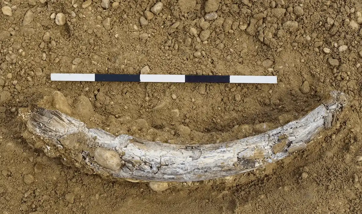 Mammutfund in Muttenz (BL): Bauarbeiter entdecken Stosszahn