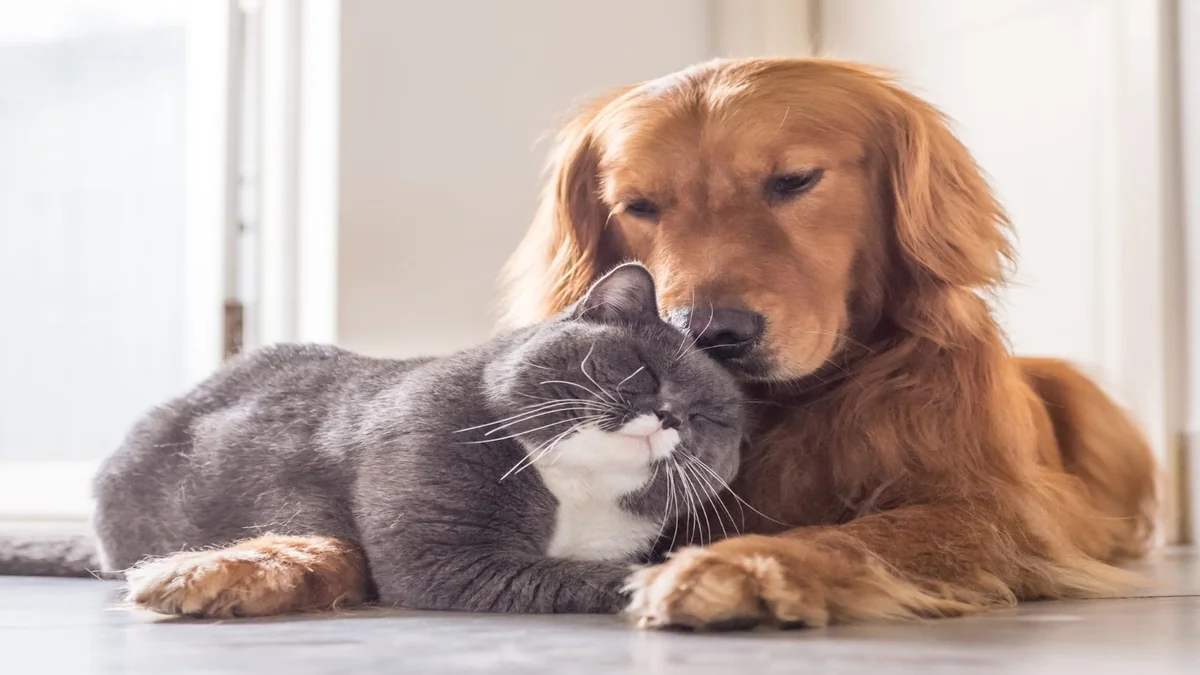 Harmonie im Napf: So klappt das Zusammenleben von Hund und Katze